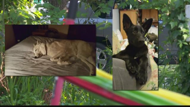 Family mourning after finding their two dogs shot in the head ...