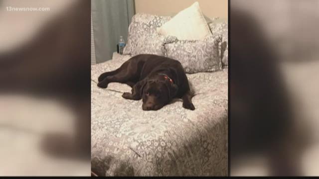$5,000 reward offered after family dog disappears, found dead in trash ...
